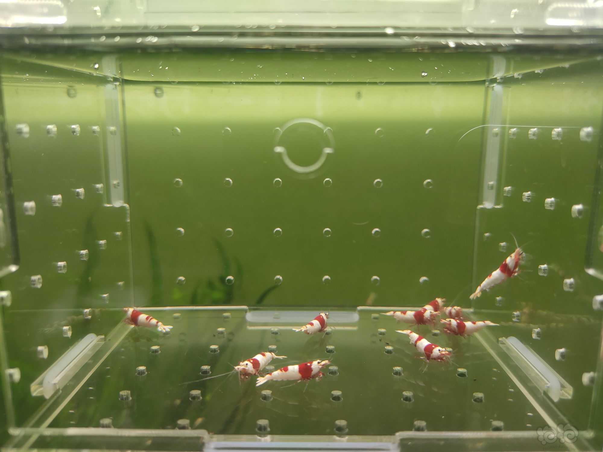 【水晶虾】出一份10只二线红白繁殖组-图6