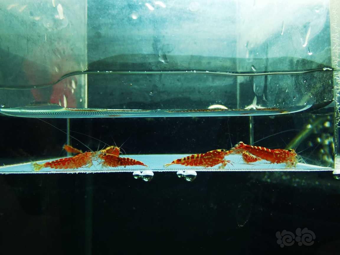 【虾】2022-3-14#RMB#拍卖红银河一份10只。-图2