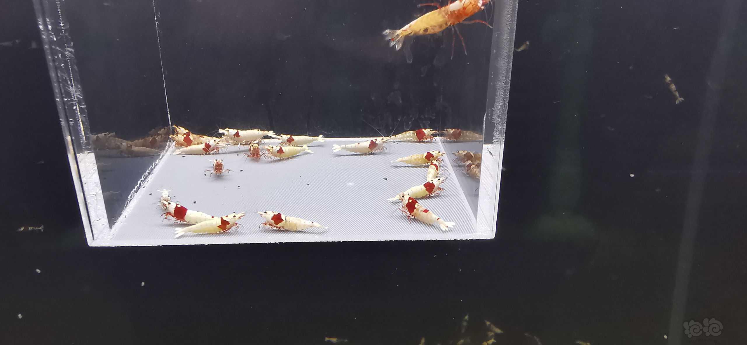 【虾】2022－03－28#RMB拍卖红白20只繁殖组-图3