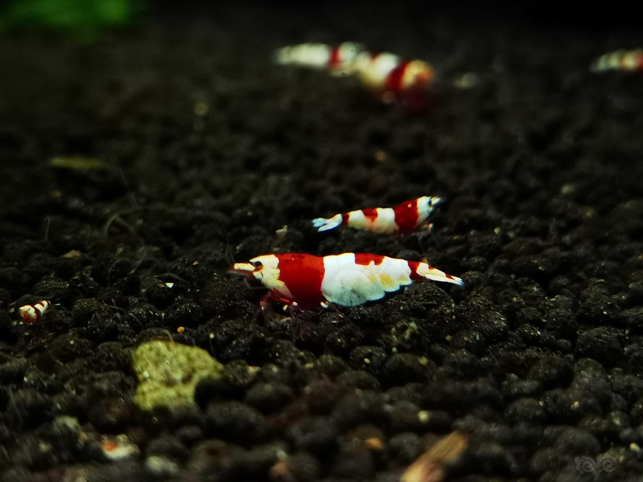 【水晶虾】出名家血统红白水晶虾-图3