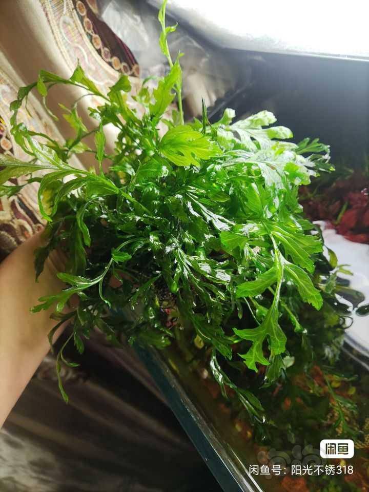 出黑木蕨  满天星水草-图1