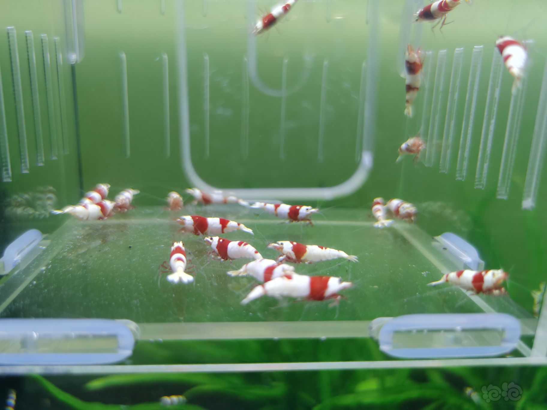 【水晶虾】二线红白成虾繁殖组20只-图3