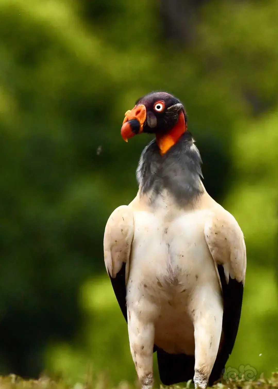 哥斯达黎加王鹫的亚成鸟和成鸟的区别-图2