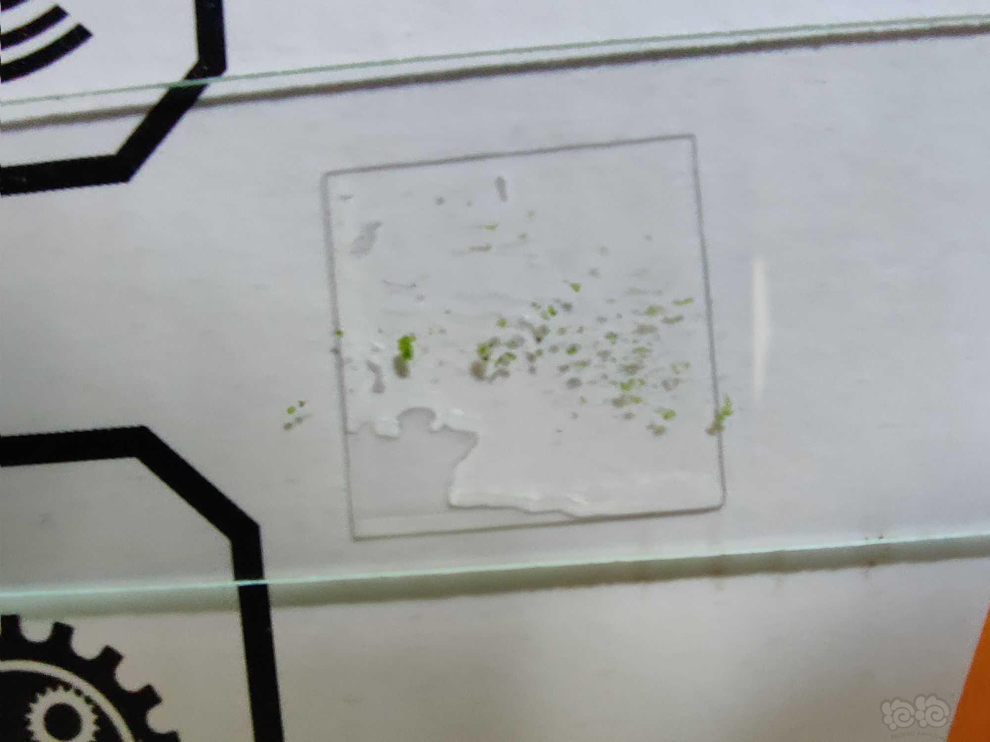 显微镜下的水藻（绿斑藻）-图1