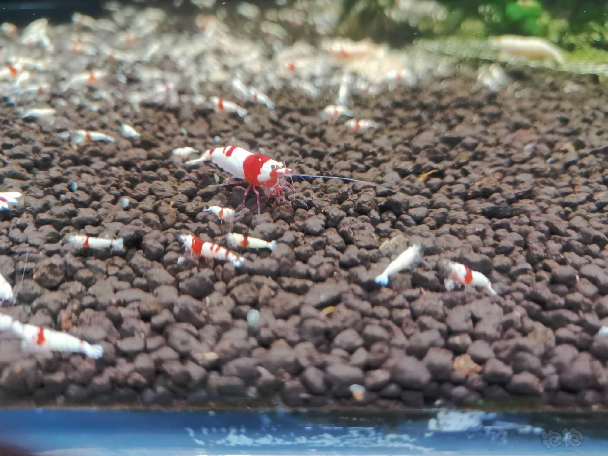 【水晶虾】出自养红白，红银河水晶虾-图1