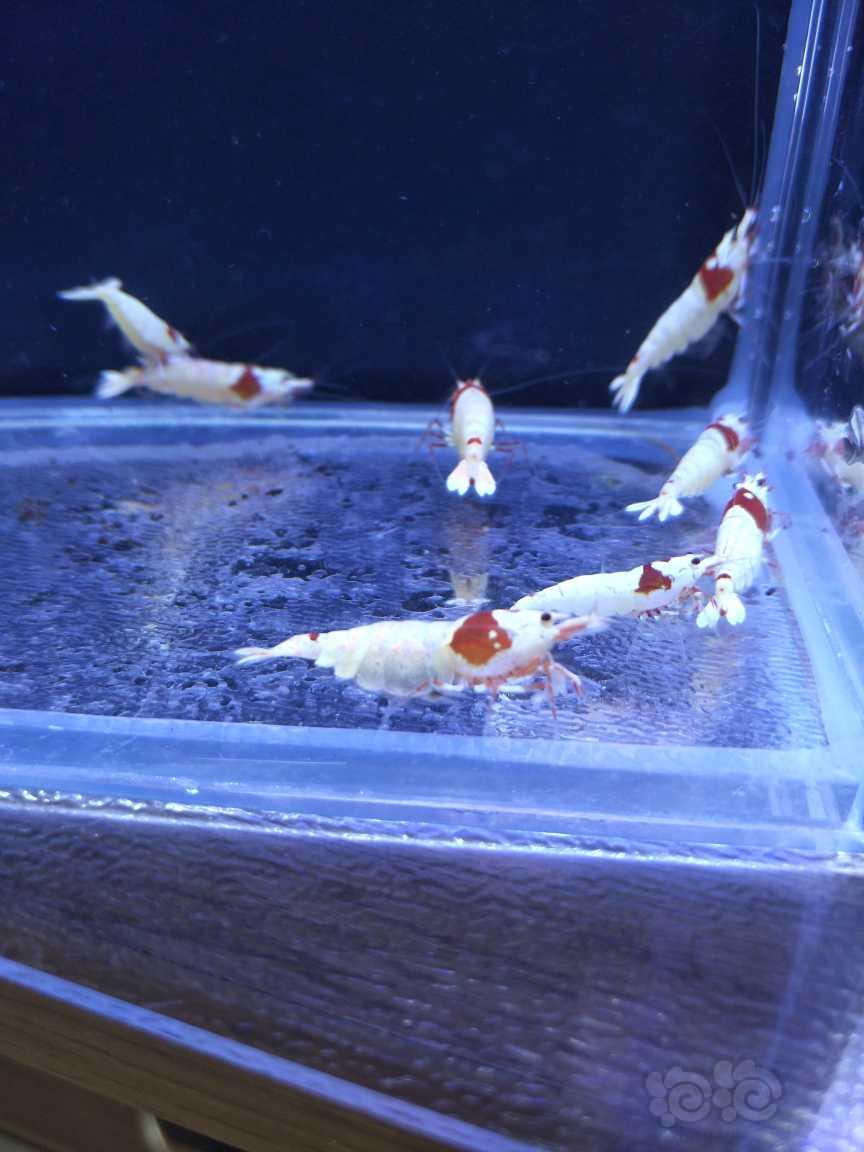 【水晶虾】出红白水晶虾成年虾（辉煌，白躯）-图4