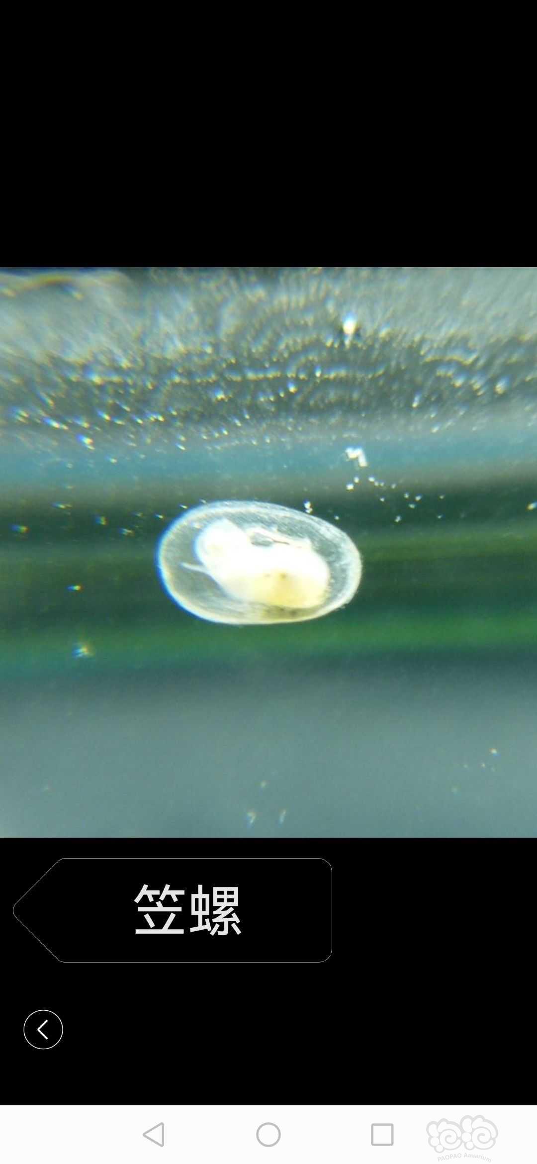 关于水晶虾缸养殖期间常见的一些虫害及个人见解-图9
