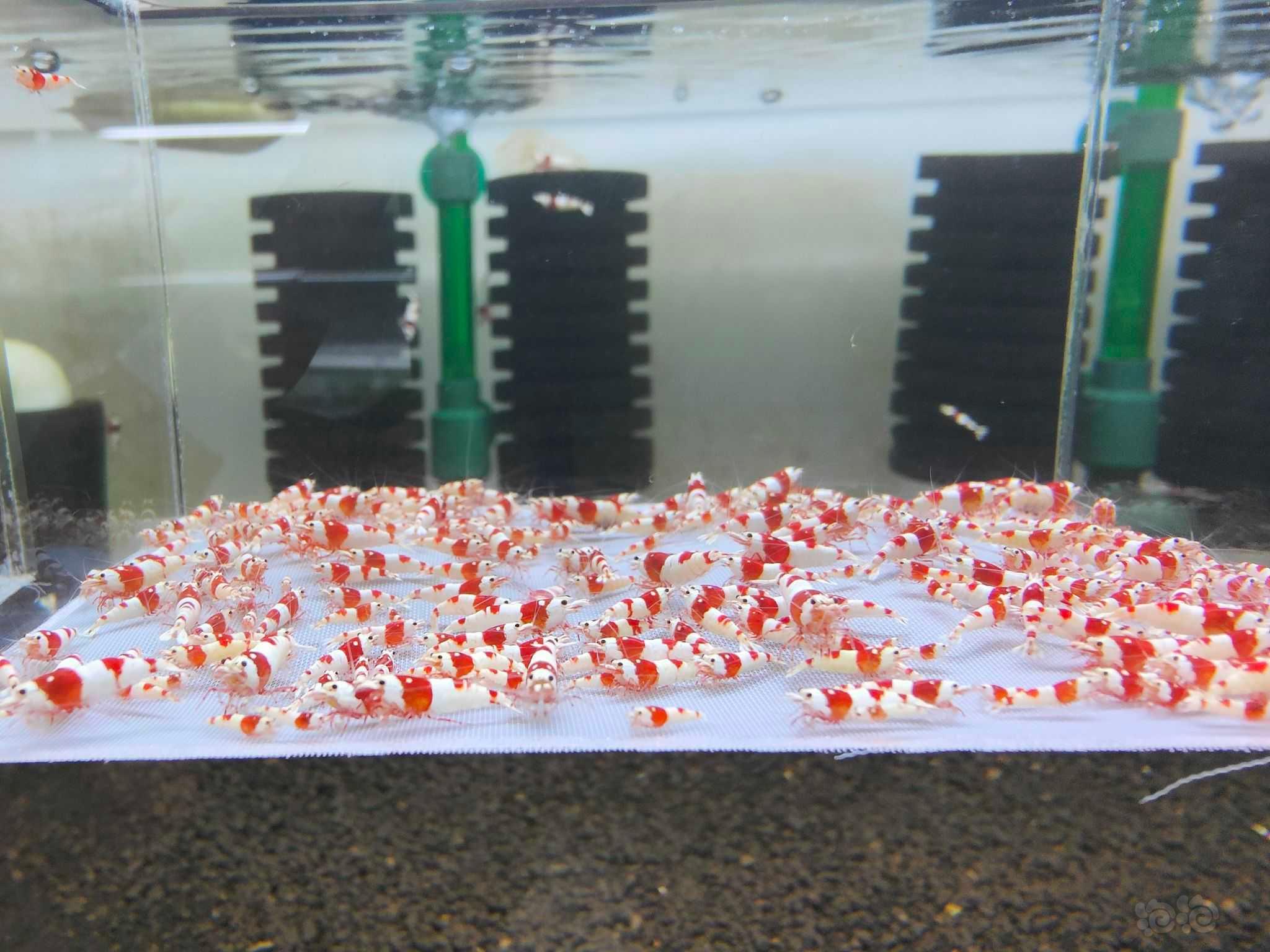 【水晶虾】出纯血红白-图10