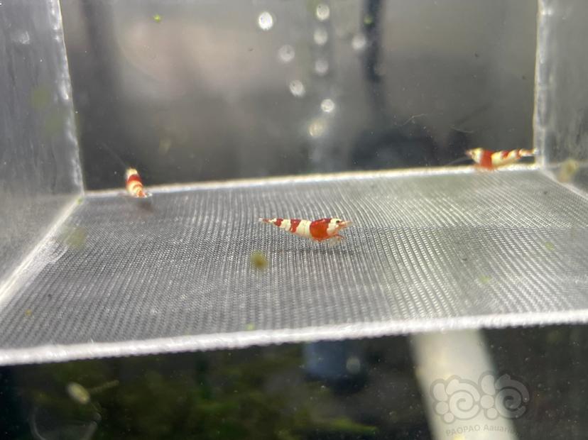 【水晶虾】出自来水繁殖精品蓝面金刚 和血统红白苗子-图3