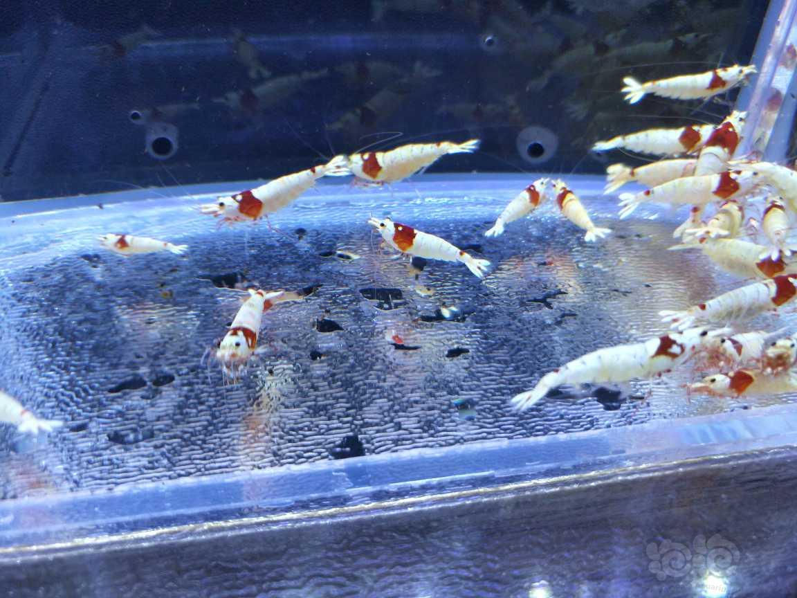 【水晶虾】出纯血红白水晶虾白蛆-图2