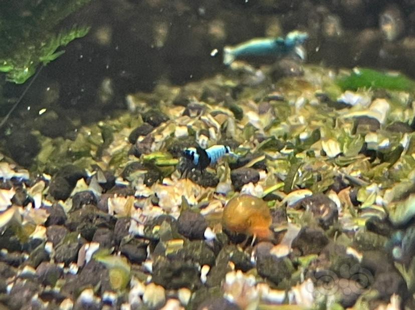 【水晶虾】出自来水繁殖精品蓝面金刚 和血统红白苗子-图5