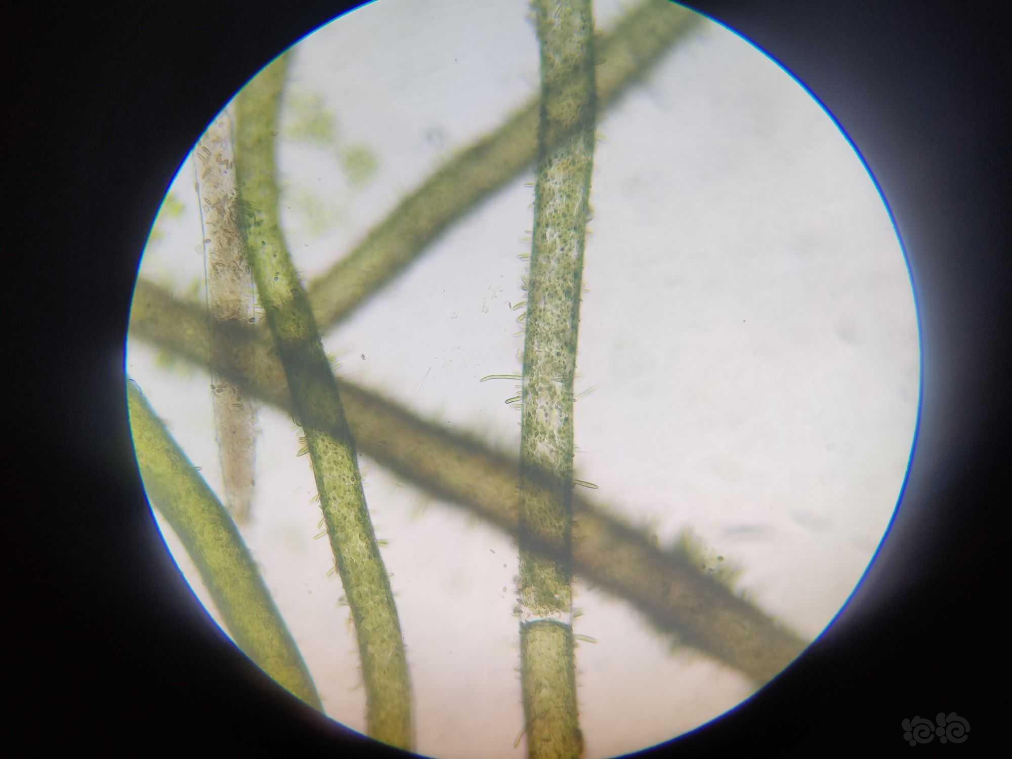 显微镜下的水藻（丝藻）-图2
