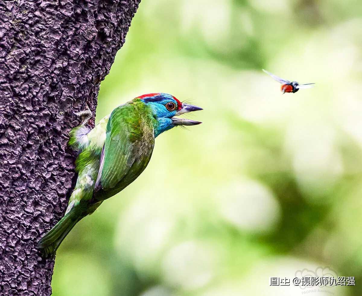 正在啄树建巢的蓝喉拟啄木鸟-图1