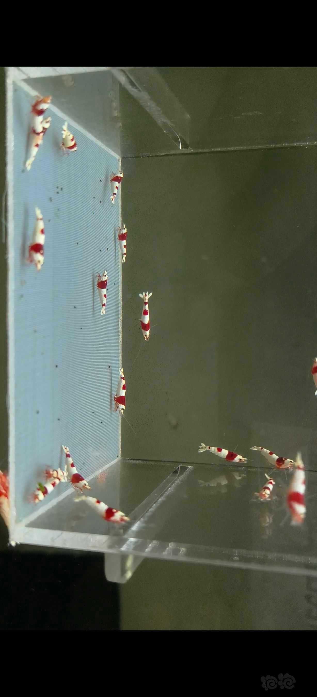 【水晶虾】出一线红白苗子-图3