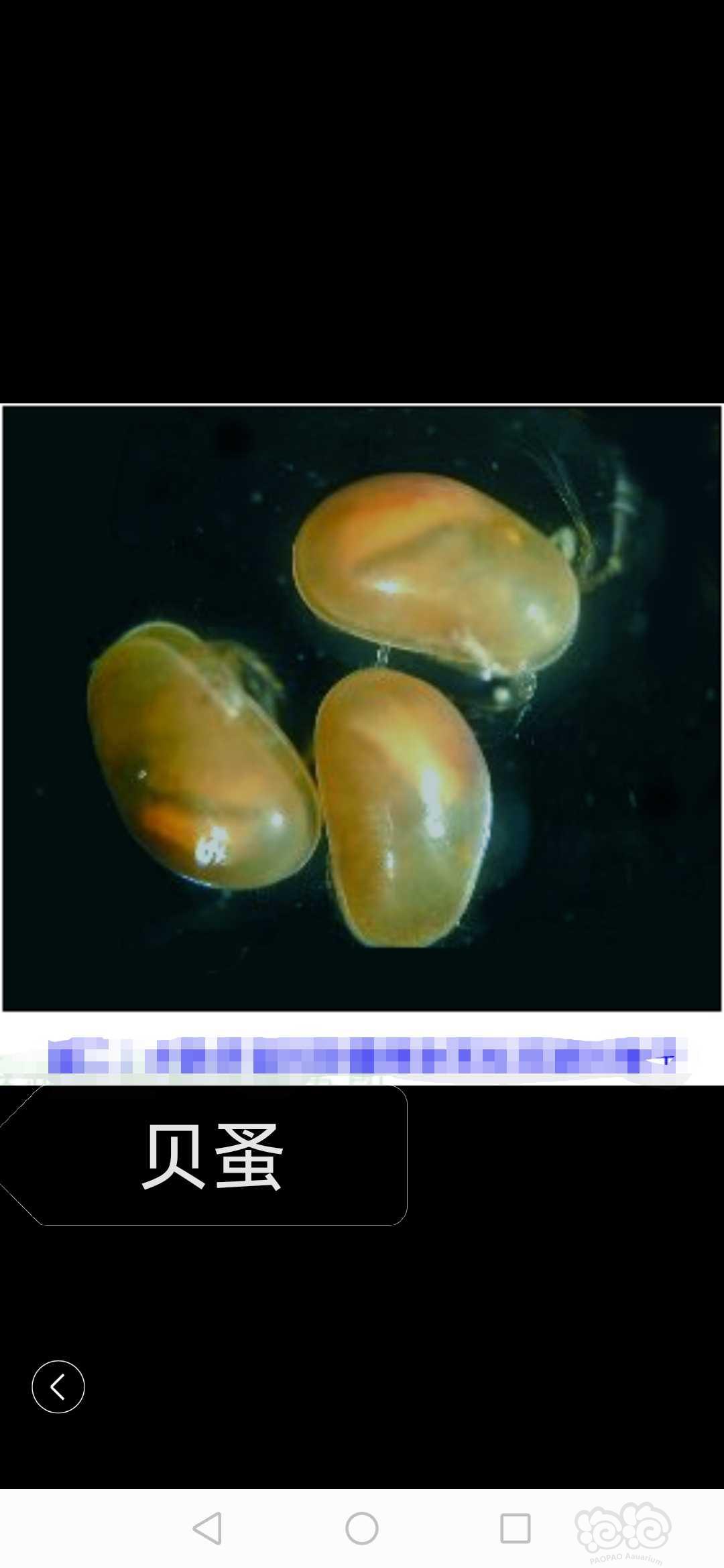 关于水晶虾缸养殖期间常见的一些虫害及个人见解-图2