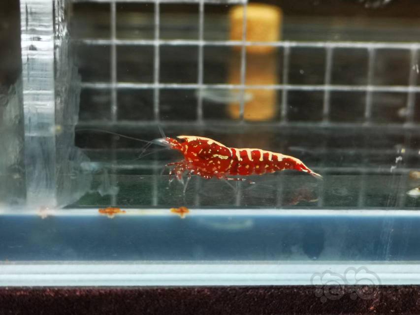 【虾】2022-4-22#RMB拍卖#红银河水晶虾一份3只-图5