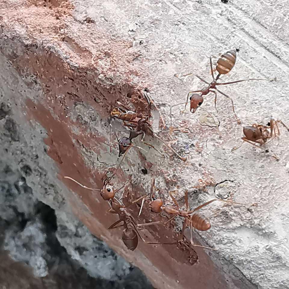 云南老铁有认识这种蚂蚁的么？-图2