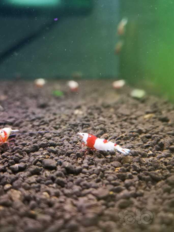 【水晶虾】清缸出红白水晶虾-图5