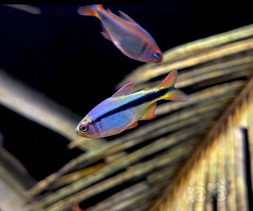 【灯科鱼】皇室青魔鬼-图2