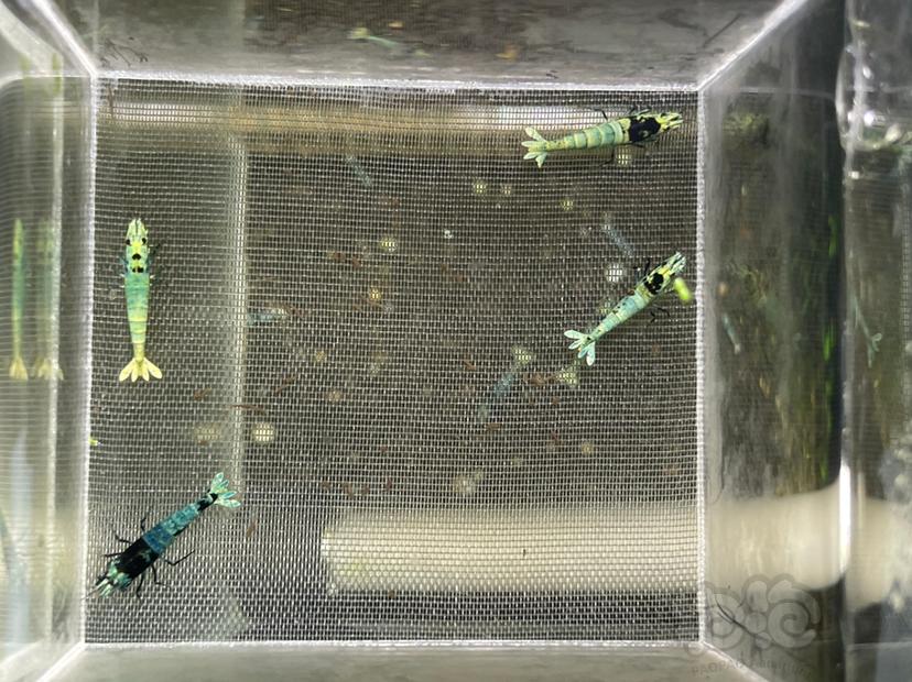 【水晶虾】出蓝面金刚繁殖组 一组4只 目测3公1母 母虾带蛋-图2