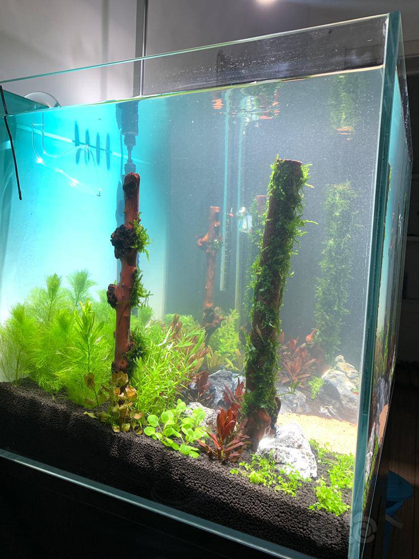 新开缸一周水发白浑浊-图2