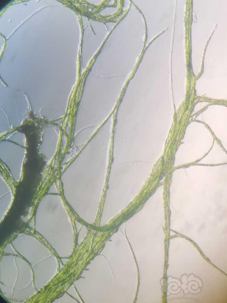 显微镜下的水藻（绒毛藻）-图3