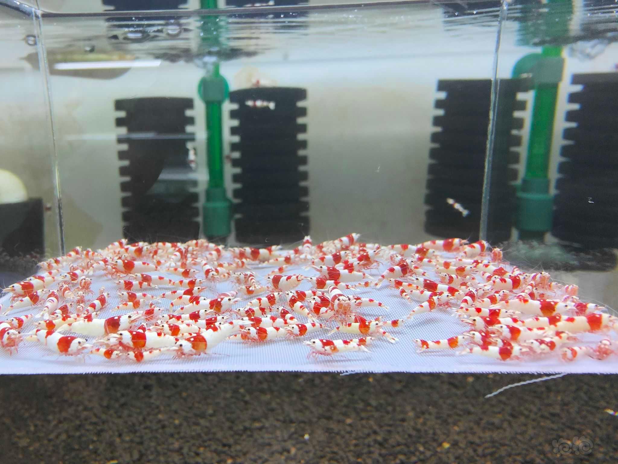 【水晶虾】出纯血红白-图8