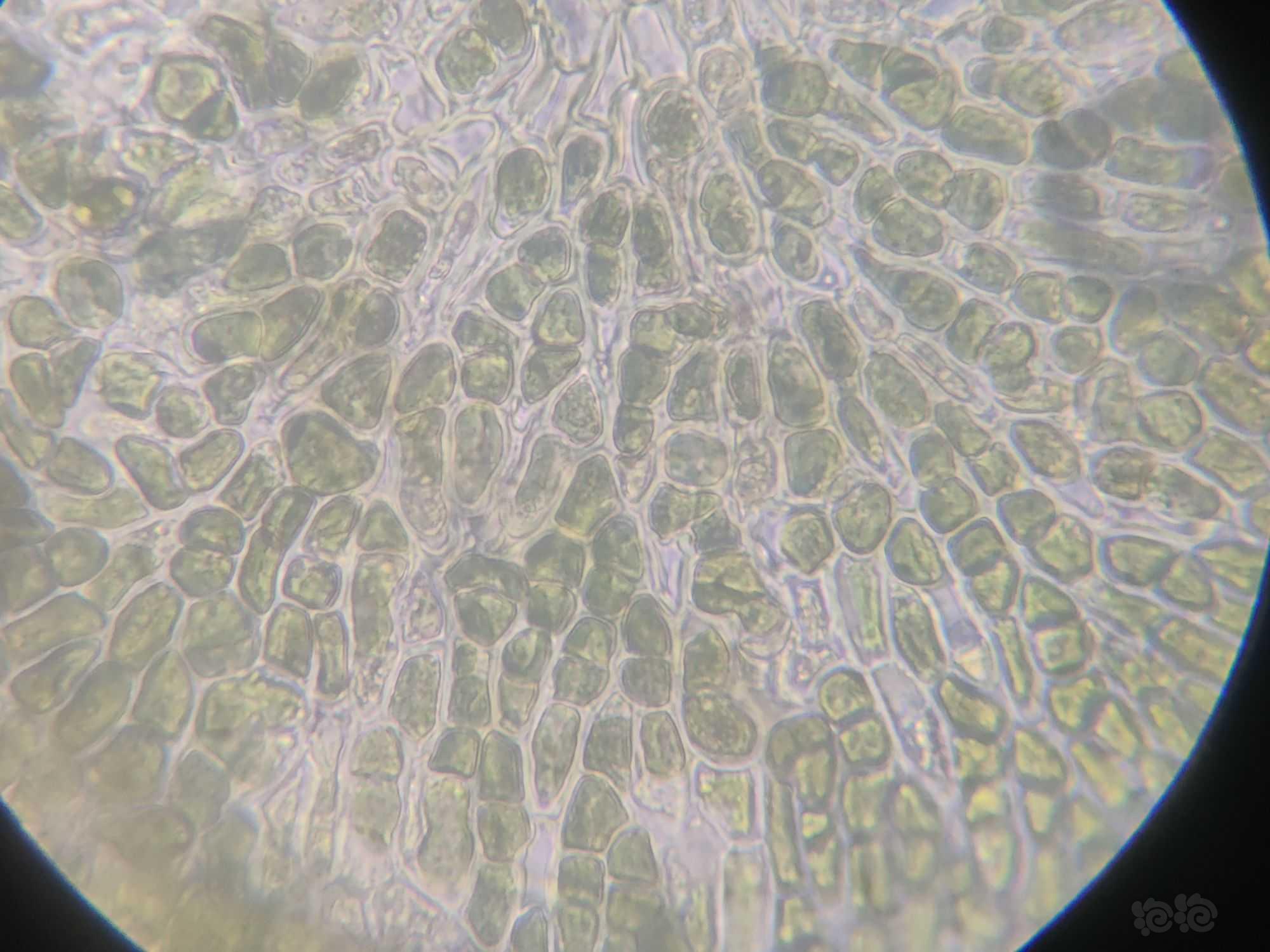 显微镜下的水藻（绿斑藻）-图4