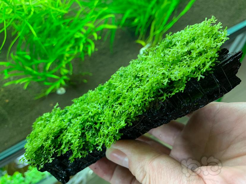 【水草】2022-4-15#RMB拍卖沉木定植珊瑚莫斯一份-图1