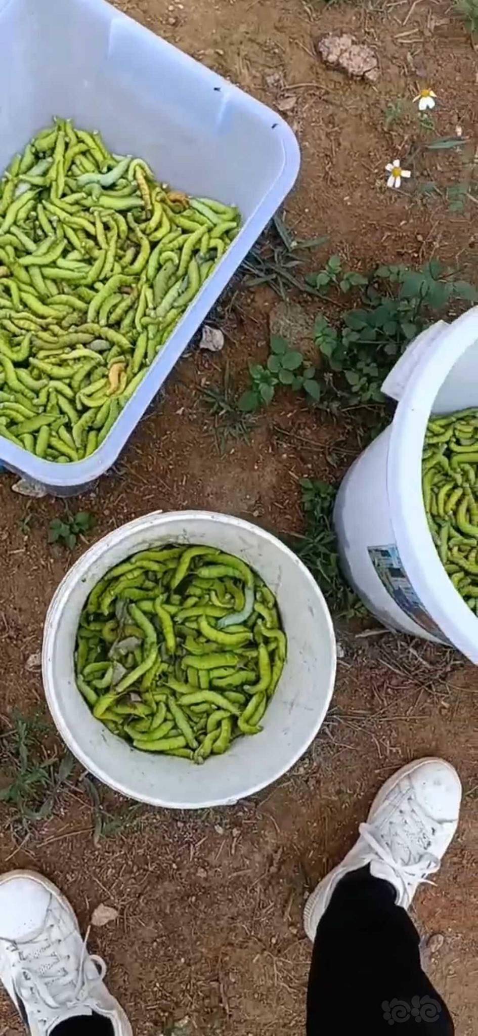 发财树上的虫子胆小慎入