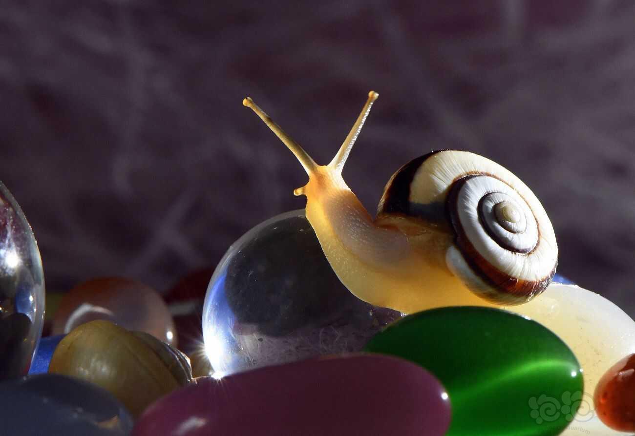 蜗牛🐌-图1