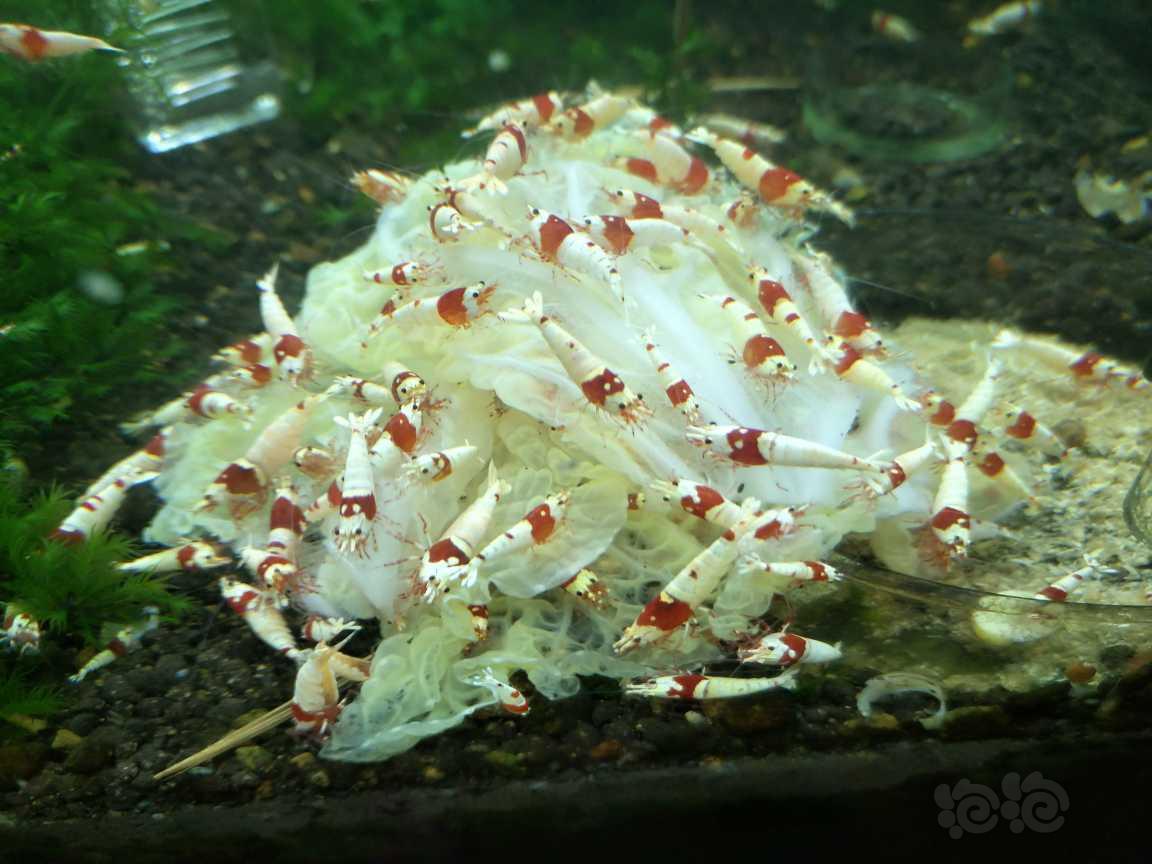 【水晶虾】出纯血红白水晶虾白蛆-图7