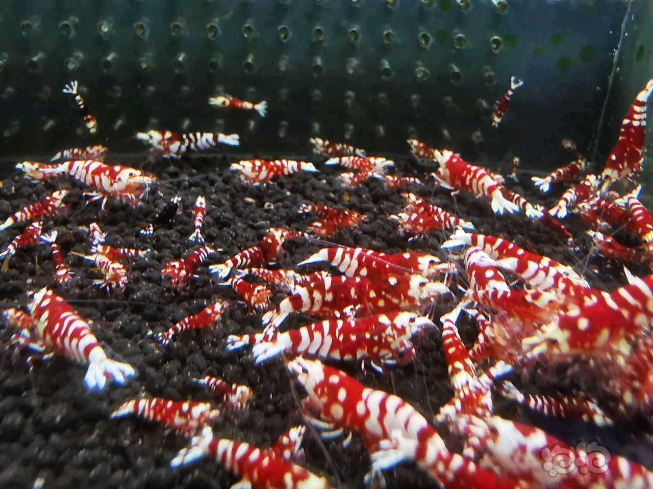 【水晶虾】江苏附近清缸出太极红花虎、红白-图2