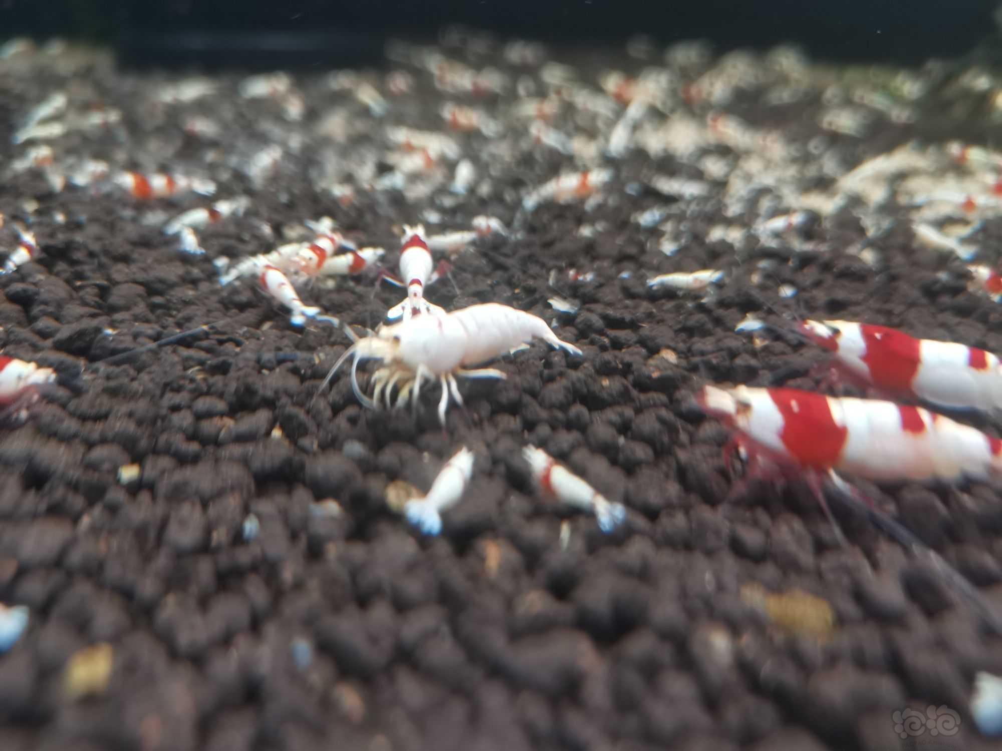 【水晶虾】出自养红白，红银河水晶虾-图7
