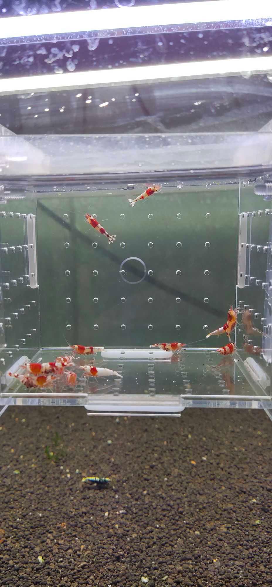 【虾】2022－4－11日#RMB拍卖红白13只一组-图1
