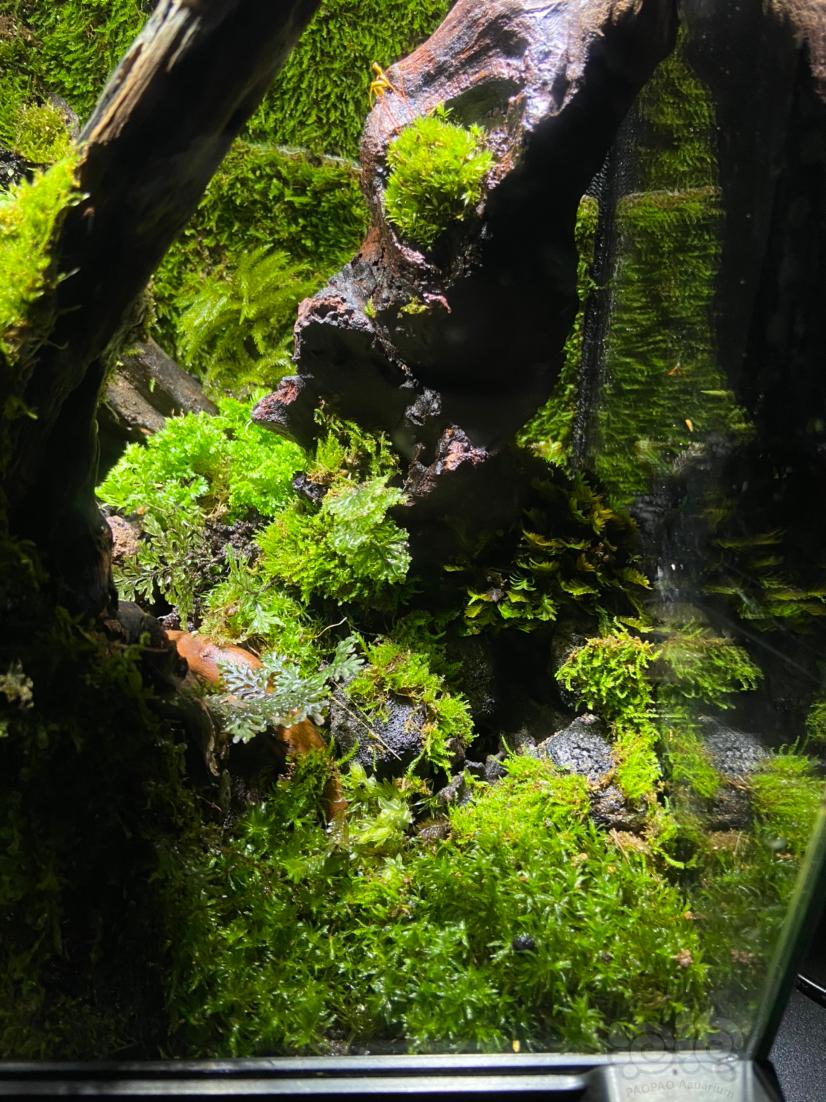 出一个小雨林景观-图3