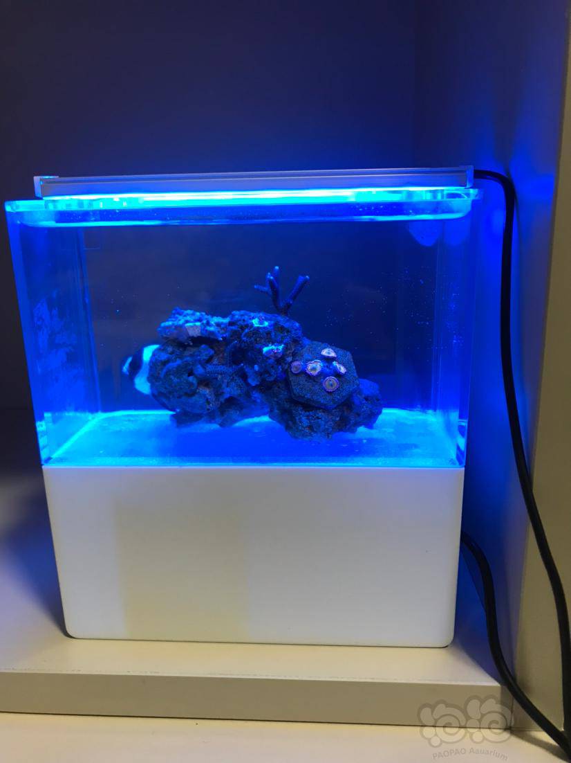 超迷你海缸-图3