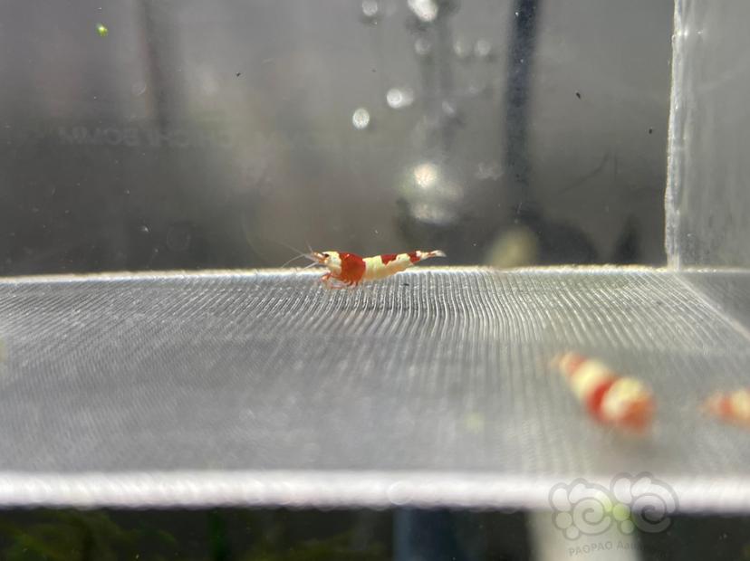 【水晶虾】出自来水繁殖精品蓝面金刚 和血统红白苗子-图2