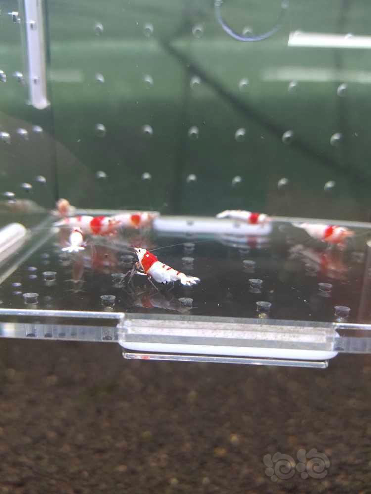 【虾】2022－4－4#RMB拍卖红白纯血7只一组-图1