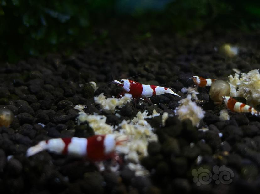 【水晶虾】出自来水繁殖精品蓝面金刚 和血统红白苗子-图4