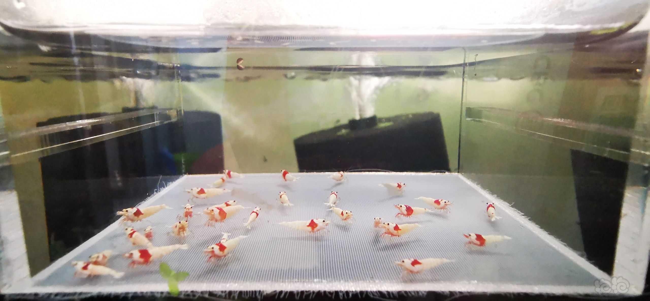【虾】2022-4-27#RMB拍卖红白白躯一份30只-图1