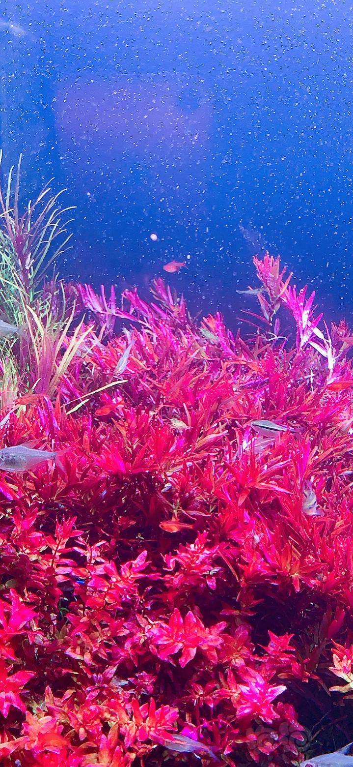 出发色红雨伞.一些打头草-图5