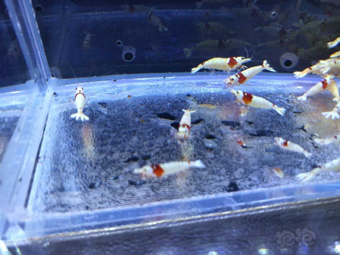 【水晶虾】出纯血红白水晶虾白蛆-图1