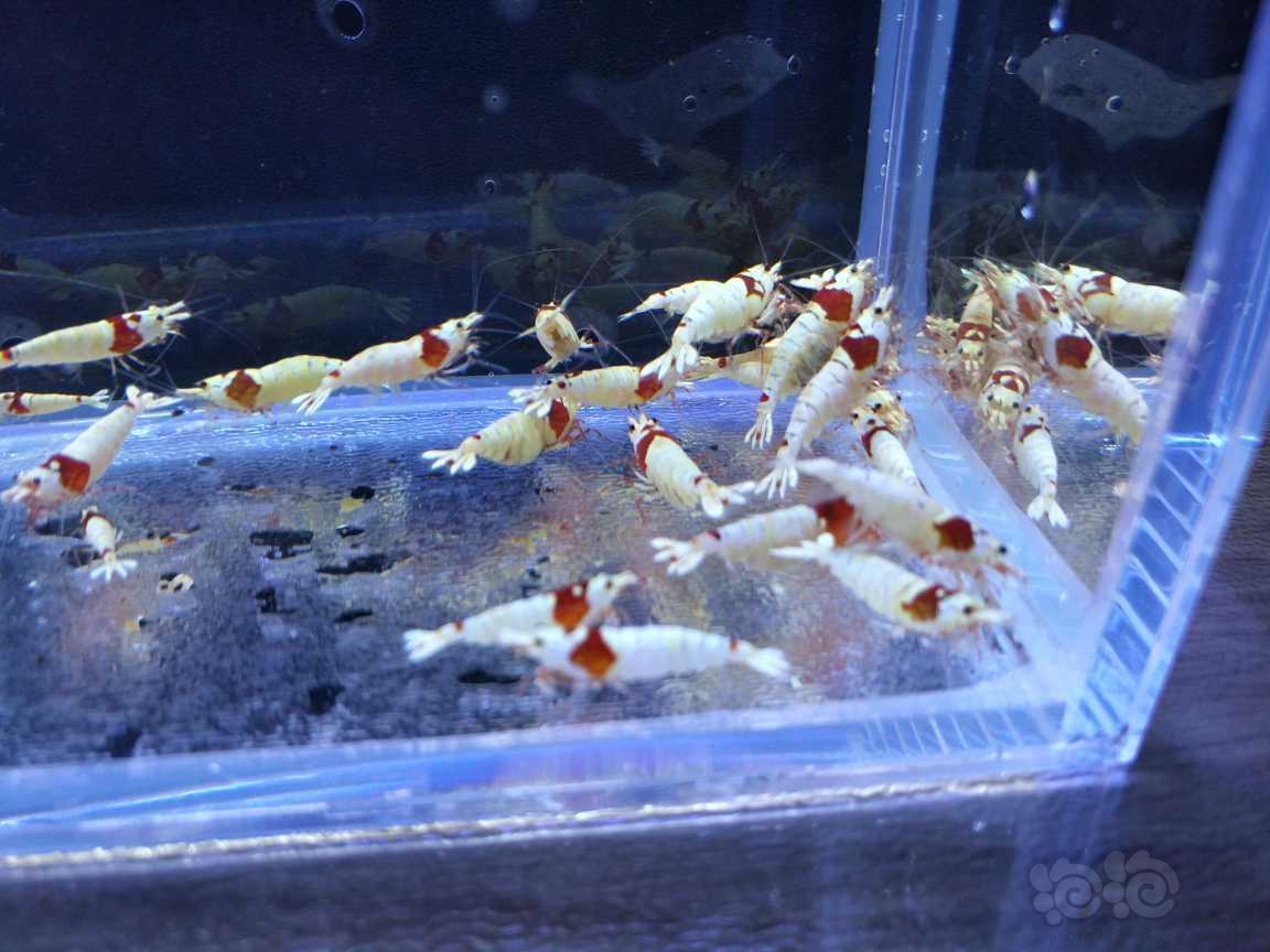 【水晶虾】出纯血红白水晶虾白蛆-图5