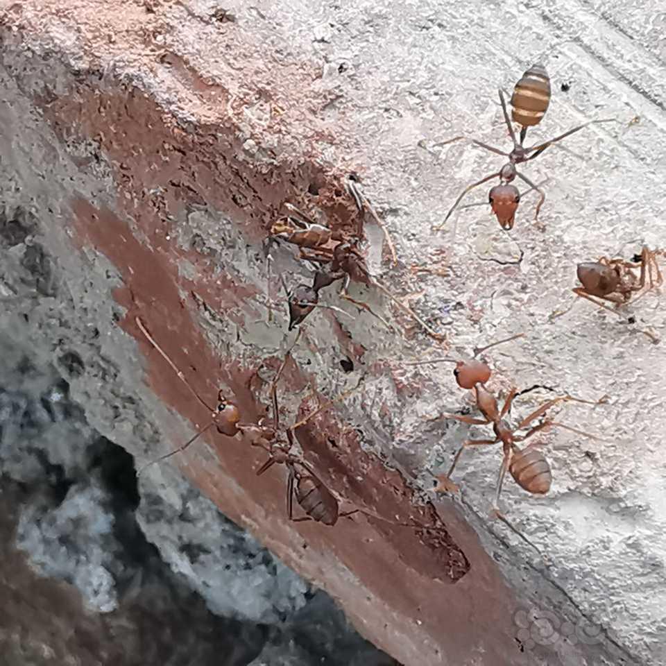 云南老铁有认识这种蚂蚁的么？-图1