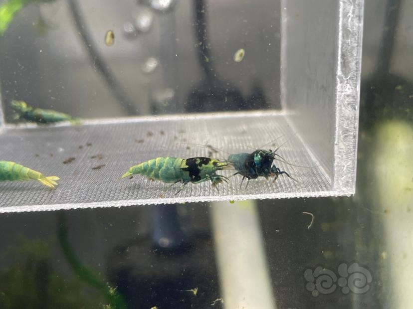 【水晶虾】出蓝面金刚繁殖组 一组4只 目测3公1母 母虾带蛋-图1