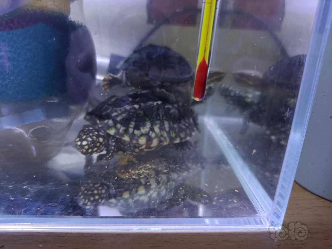 斑点池龟出售山东潍坊自提-图2