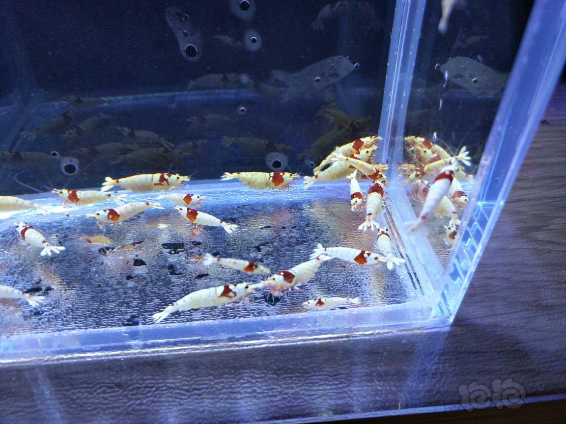 【水晶虾】出纯血红白水晶虾白蛆-图3
