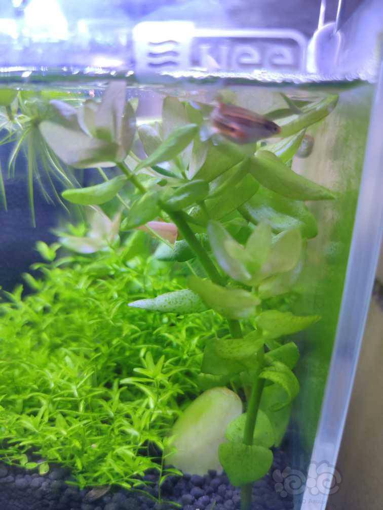 水草上有黑斑 泡泡水族