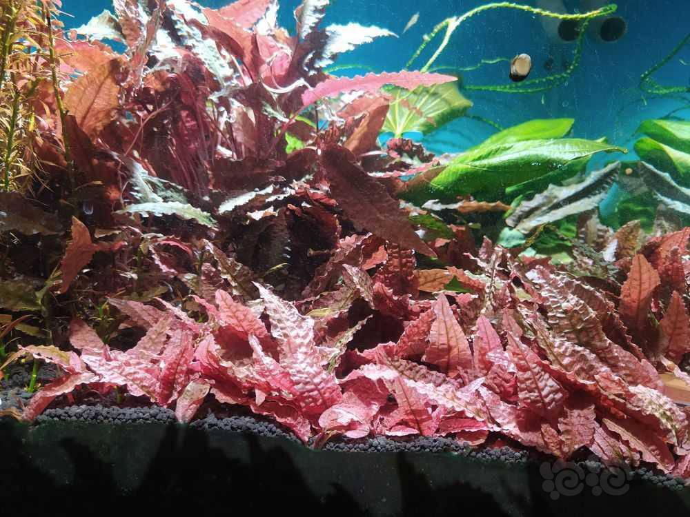 长期出高品质火烈鸟-图6